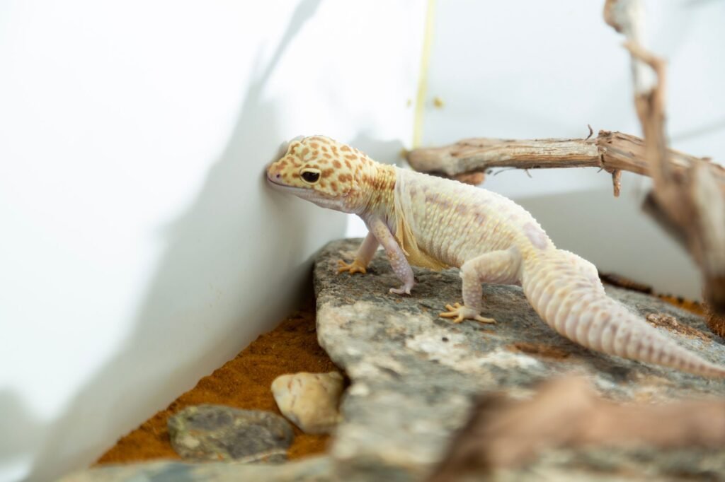 Reptile substrates — match to species, watch for impaction