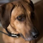 Rhodesian Ridgeback