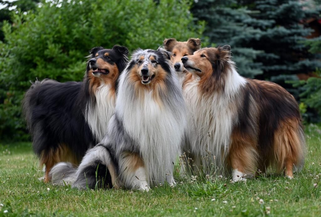 Rough Collie