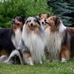Rough Collie