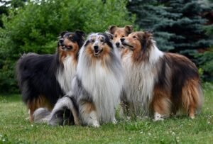 Rough Collie