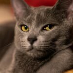 Russian Blue
