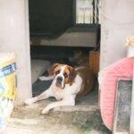 Saint Bernard