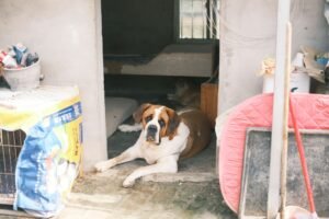 Saint Bernard