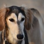 Saluki
