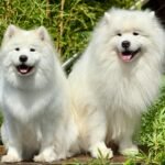 Samoyed