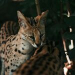 Savannah