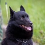 Schipperke