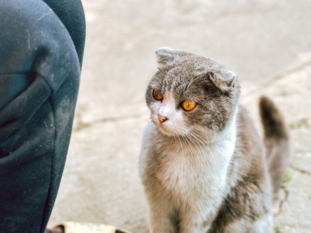 Scottish Fold