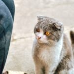 Scottish Fold