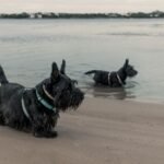 Scottish Terrier