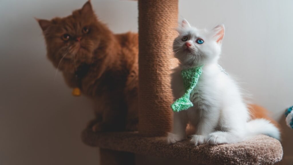 Scratchers & cat trees — save your sofa, please your cat