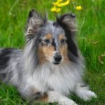 Shetland Sheepdog