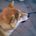 Shiba Inu