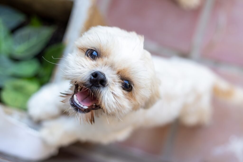Shih Tzu
