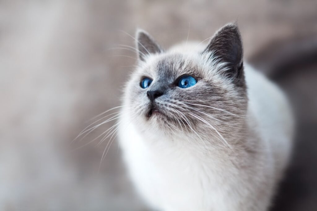Siamese