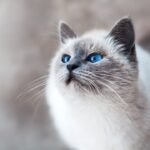 Siamese