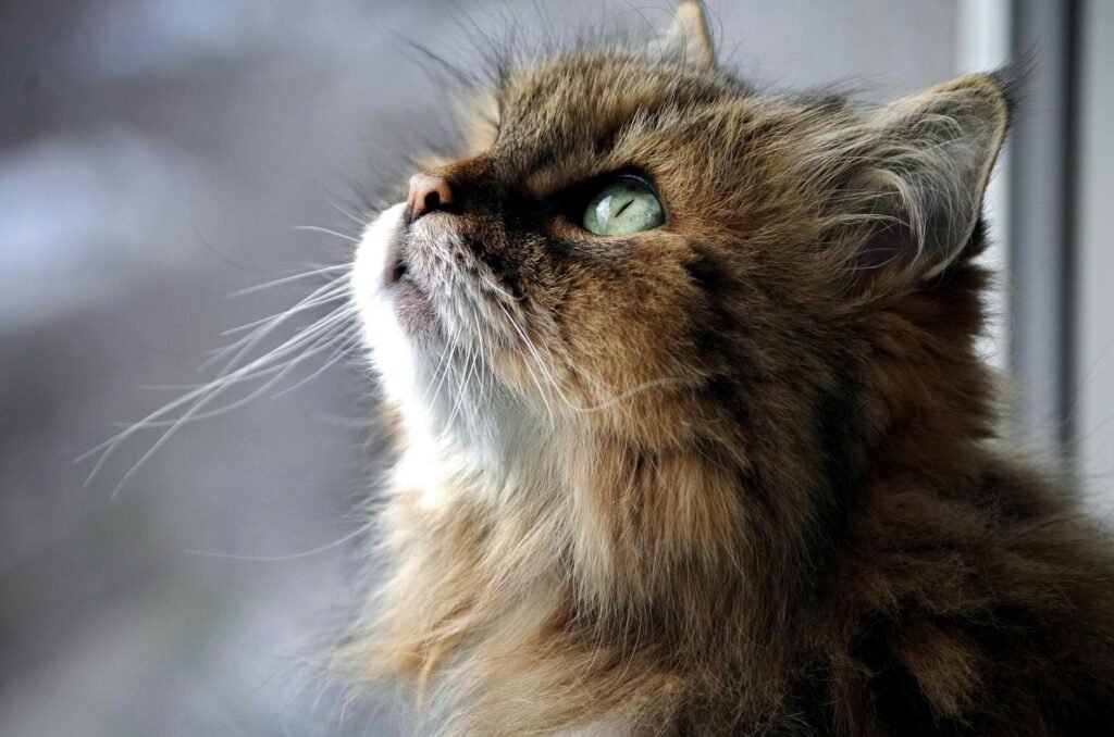 Siberian