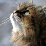 Siberian