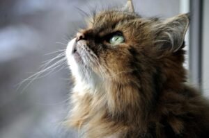 Siberian