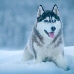 Siberian Husky