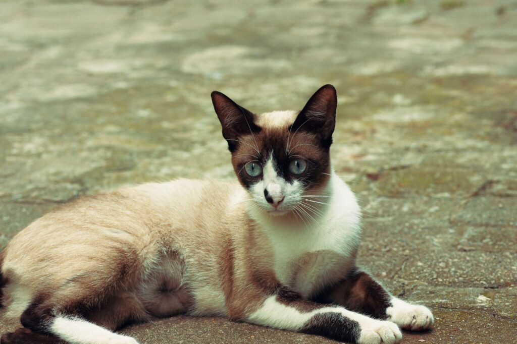 Snowshoe