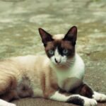 Snowshoe
