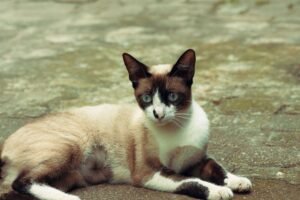 Snowshoe