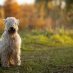 Soft Coated Wheaten Terrier