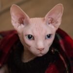 Sphynx