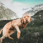 Spinone Italiano
