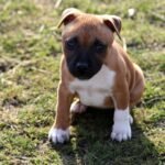 Staffordshire Bull Terrier