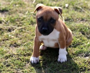 Staffordshire Bull Terrier