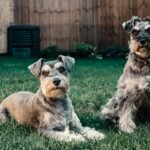Standard Schnauzer