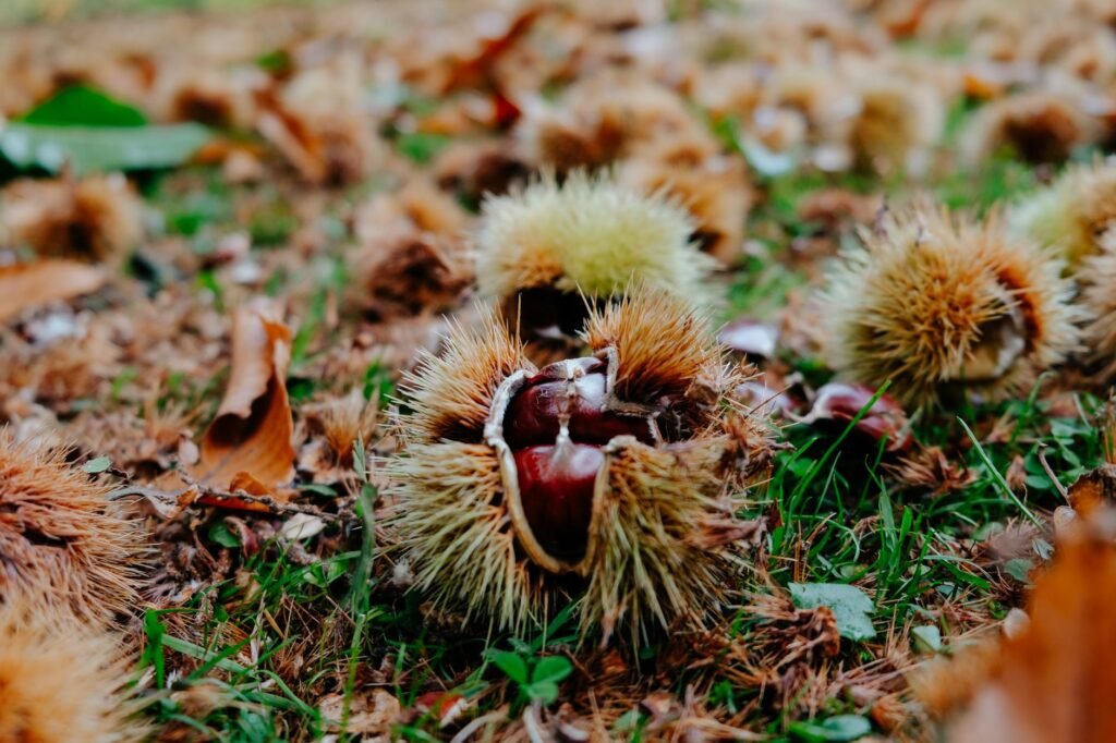 Sweet Chestnuts