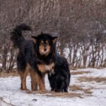 Tibetan Mastiff