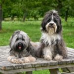 Tibetan Terrier