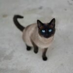 Tonkinese