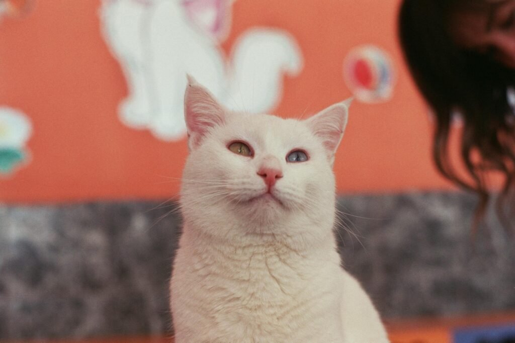 Turkish Van