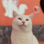 Turkish Van
