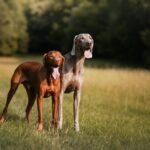 Vizsla