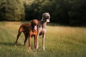 Vizsla