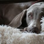Weimaraner
