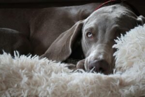 Weimaraner