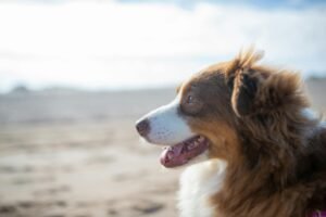 Welsh Springer Spaniel
