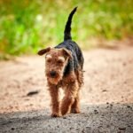 Welsh Terrier