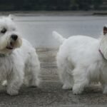 West Highland White Terrier