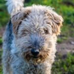 Wire Fox Terrier