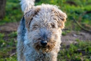 Wire Fox Terrier