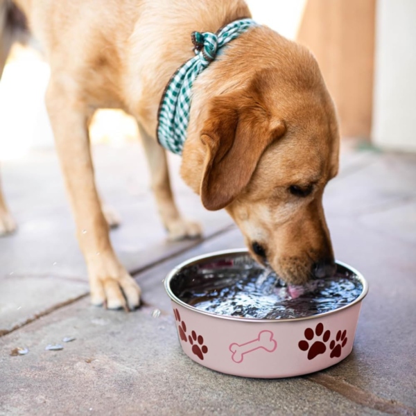 Stainless Steel Spill-Proof Dog Bowl — Non-Slip Food & Water Dish